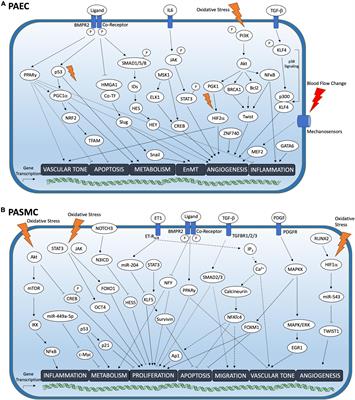 Frontiers | Transcription factors in the pathogenesis of pulmonary 